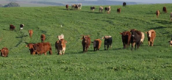 Chuva vai beneficiar pastagens do sul de Goiás 