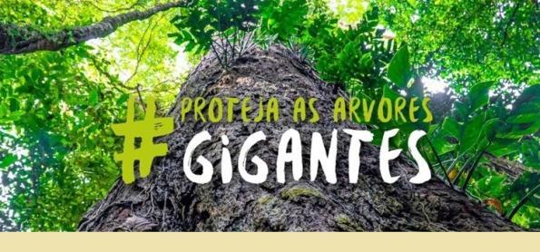 Pela proteção do santuário de árvores gigantes na Amazônia