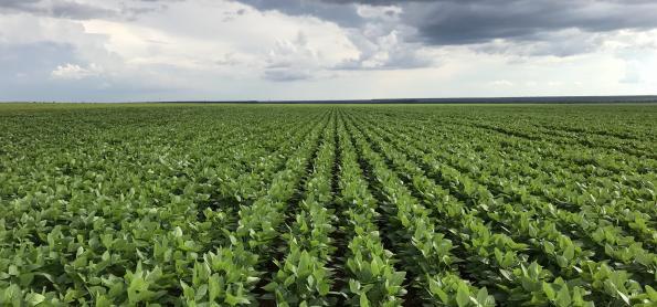 Chuva beneficia desenvolvimento da soja no norte do RS