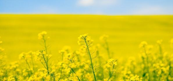 Tempo seco favorece finalização da colheita da canola 