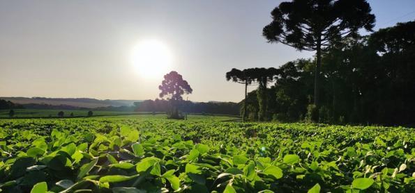Chuva no MT favorece desenvolvimento da soja 