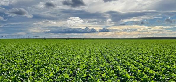 Impacto do La Niña no desenvolvimento da safra de soja 
