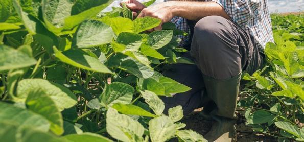 Foco de praga quarentenária é detectado no Mato Grosso do Sul