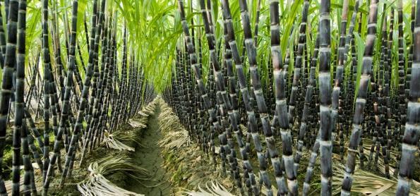 IAC lança variedades de cana com alta produtividade 