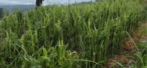 Granizo danifica lavouras de soja e milho em Santa Catarina