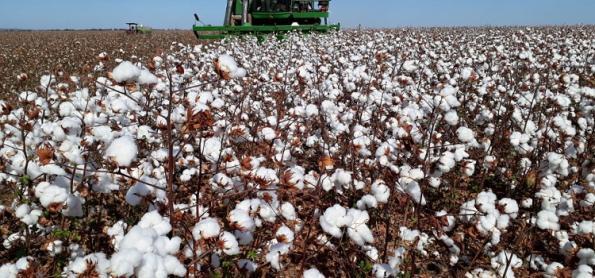 Clima impacta produtividade do algodão 
