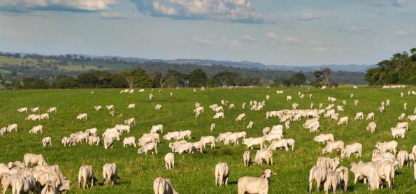 Vacinação contra a febre aftosa é prorrogada até 17 de dezembro