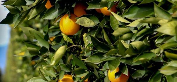Mapeamento inédito nos pomares analisará a produtividade planta 