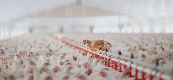 Produção de frango e carne suína devem se manter em alta em 2023