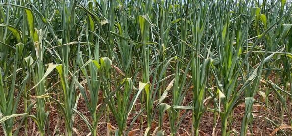 Falta de chuva impacta produção de milho no Rio Grande do Sul 