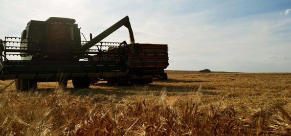 Clima favorece cultivo da cevada 