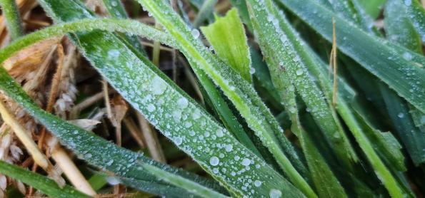 Frio! Última geada de 2022 em Santa Catarina