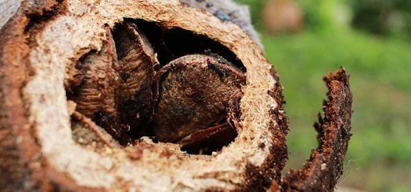 Mudanças no clima atingiram a produção da castanha do pará