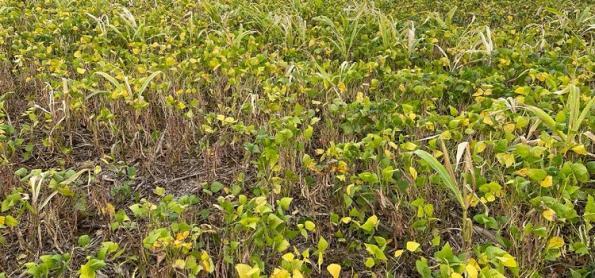 La Niña afeta os rendimentos do feijão primeira safra 