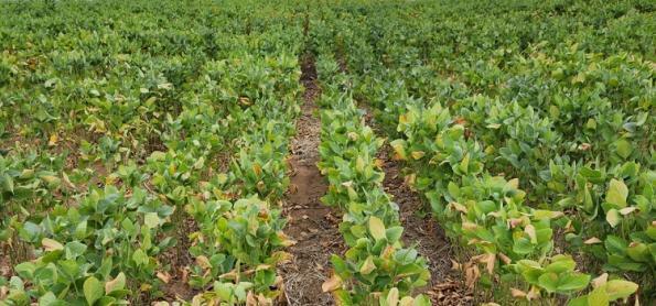 Clima impacta produtividade da soja no RS 