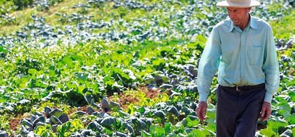 Seca provoca falta de hortaliças e verduras