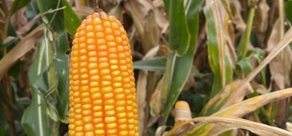 Plantio do milho segunda safra alcança 3,9% no Brasil 