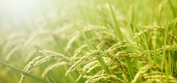 Arroz do RS alcança 74% em desenvolvimento vegetativo 