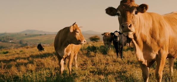 Período sem chuva afeta desenvolvimento das pastagens