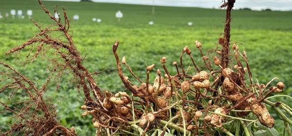 Amendoim é resistente à seca e temperatura elevada