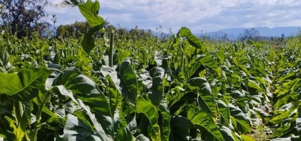 La Niña trouxe impactos para a cultura do tabaco