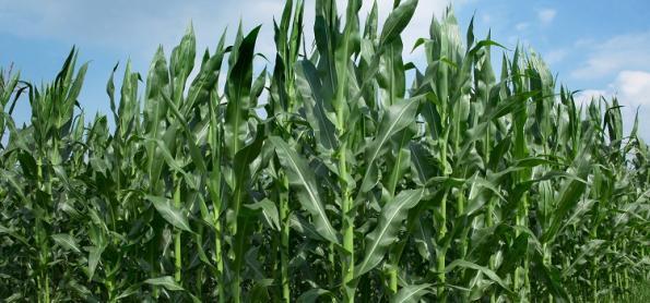 Milho apresenta perda de 50% na área cultivada em Santa Maria