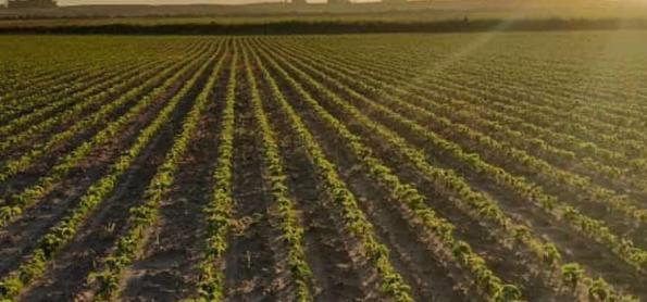 Soja gaúcha alcança 18% em estágio de floração 