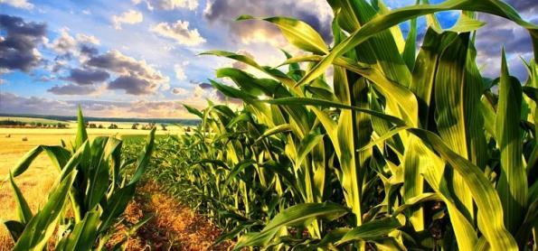 Chuva forte retorna em áreas agrícolas de MS 