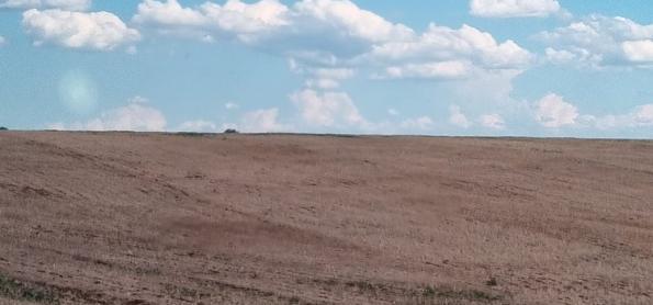 Produtora rural contabiliza perda por causa da estiagem no RS  
