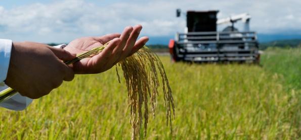 Arroz catarinense registra boa produtividade 