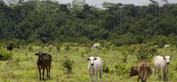 É possível comer carne e frear as mudanças climáticas?