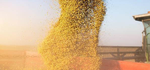 MS atingiu 64,5% de área colhida de soja na safra 22/23