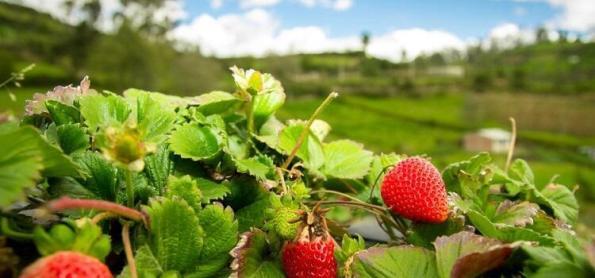 Alta radiação e temperatura alta afetam morango no RS 