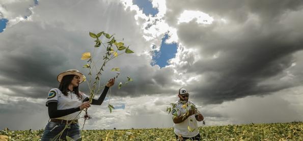 Projeção indica safra recorde de soja em 8 estados do BR