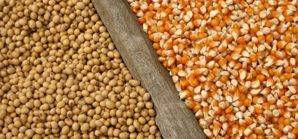 Soja e milho apresentam queda de produtividade no RS
