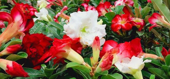 Dia Internacional da Mulher: mercado de flores estima incremento