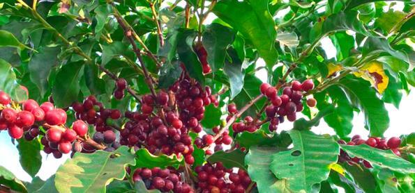 Chuvas de fevereiro favoreceram os frutos do café em SP