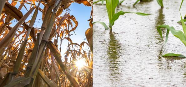 Um plano para mitigar efeitos do El Niño na agricultura mundial