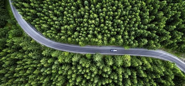 Como as florestas beneficiam pessoas e o planeta