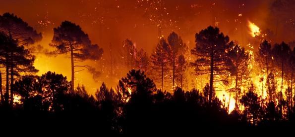 7 milhões de hectares de florestas são destruídos por ano