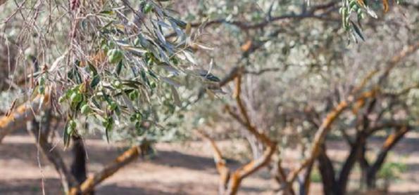 Seca na Espanha ameaça tornar azeite de oliva item de luxo