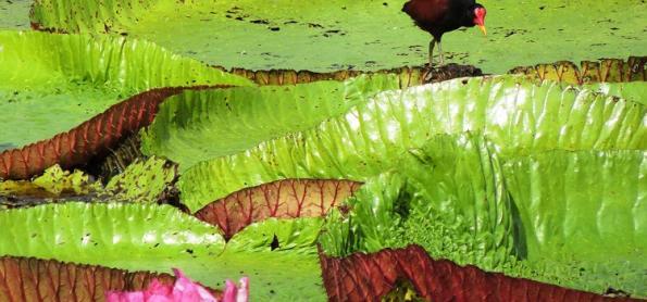 22 de maio - Dia Internacional da Biodiversidade