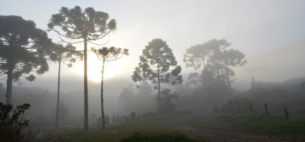 Previsão de nevoeiro para o Sul e Sudeste no fim de semana