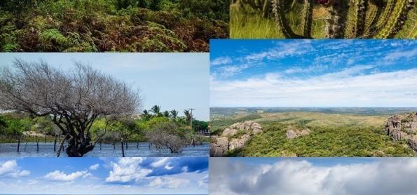 Semana do Meio Ambiente: natureza está desaparecendo no Brasil