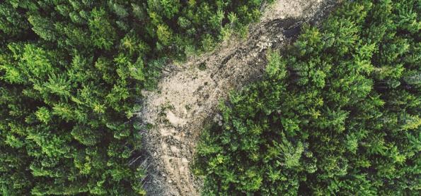 O Brasil segue como campeão de desmatamento na Amazônia