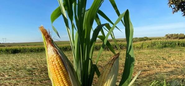 El Niño deve contribuir para plantio da safra verão no Sul