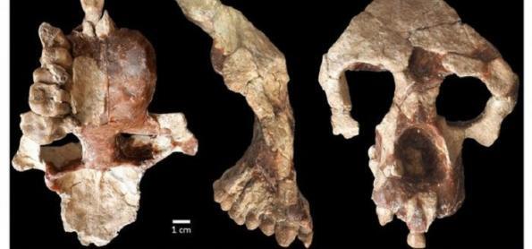 Cientistas desafiam tese da África como berço da humanidade