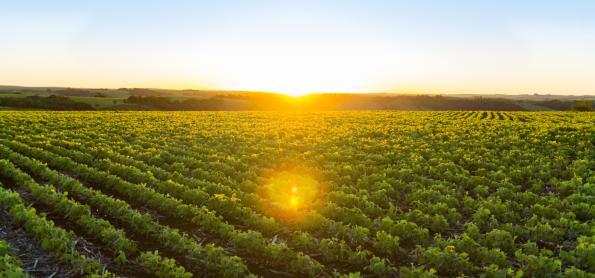 Primavera 2023: Impactos nas Chuvas e Produtividade Agrícola