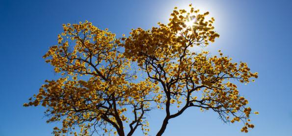 El Niño na primavera brasileira