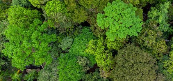Mudança climática leva as árvores da Amazônia a ponto crítico